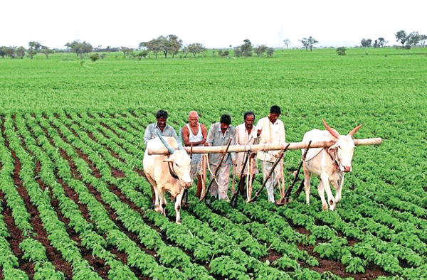 Over 18.17 Lakh farmers benefitted with MSP value of 57,032.03 cr » Kamal Sandesh