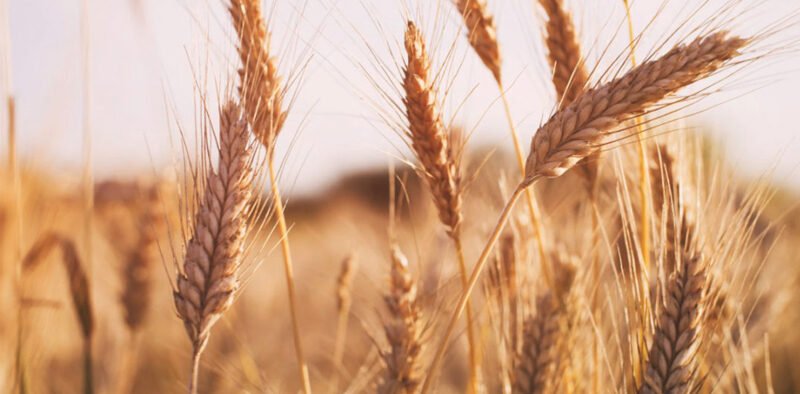 444 LMT wheat procurement estimated in RMS 2022-23 » Kamal Sandesh