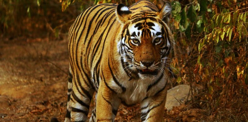 PM lauds the efforts of tiger conservationists on the occasion of International Tiger Day » Kamal Sandesh