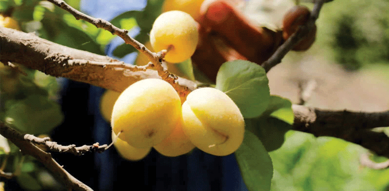 Apricot Export Under Ladakh Produce Brand Receives Fillip from Centre » Kamal Sandesh