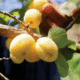 Apricot Export Under Ladakh Produce Brand Receives Fillip from Centre » Kamal Sandesh