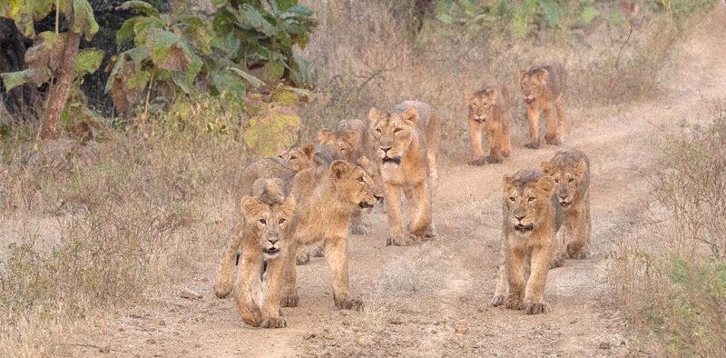 PM lauds all those working towards protecting the habitat of lions on occasion of World Lion Day » Kamal Sandesh